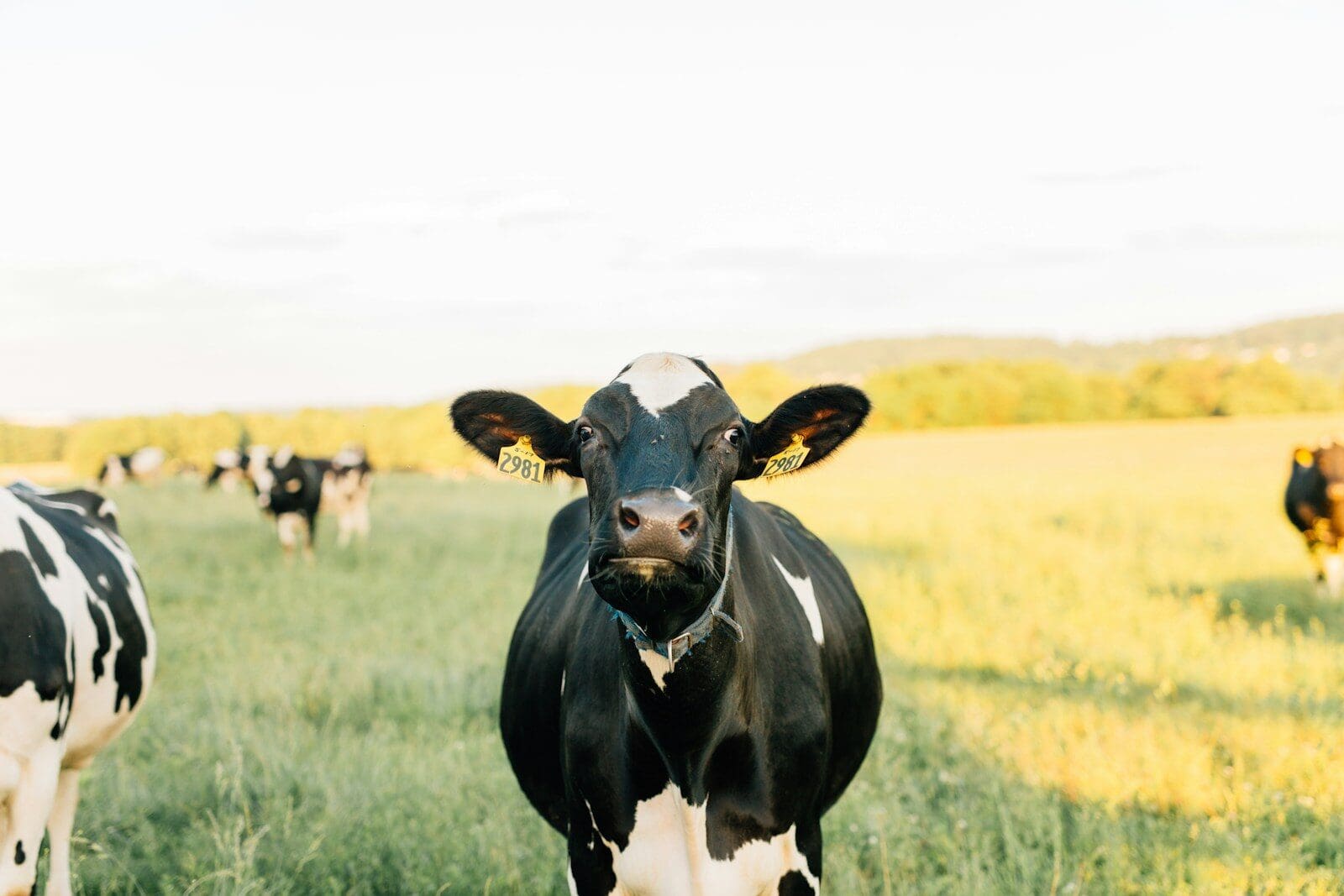 Does Your Oklahoma Farm Insurance Cover Livestock Lost in a Winter Storm or Ice Event?